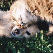Mercado de pet shop em Minas representa 13,2% do setor nacional - Krista Mangulsone/Unsplash
