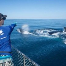 Temporada de observação de baleias inicia no Rio de Janeiro - Uai Turismo