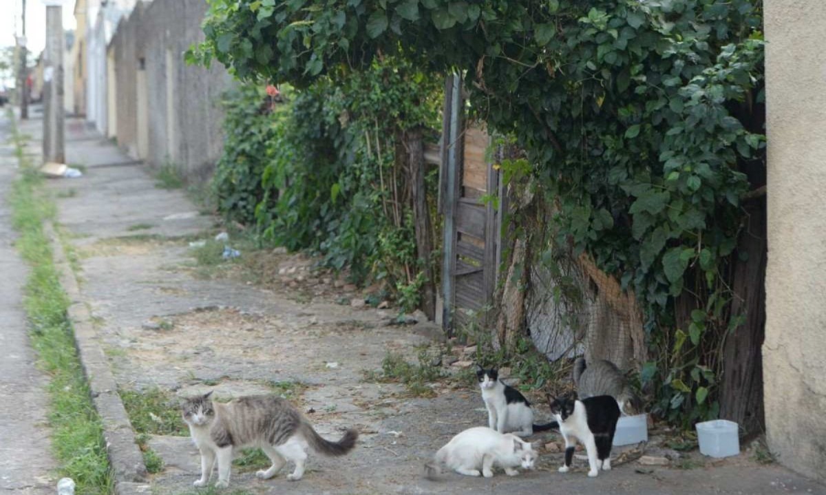 Moradores da região dizem que pelo menos 20 gatos ficam no terreno -  (crédito: Túlio Santos/EM/D.A.Press)