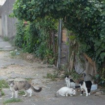‘Infestação de gatos’ em terreno preocupa moradores de bairro em BH - Túlio Santos/EM/D.A.Press