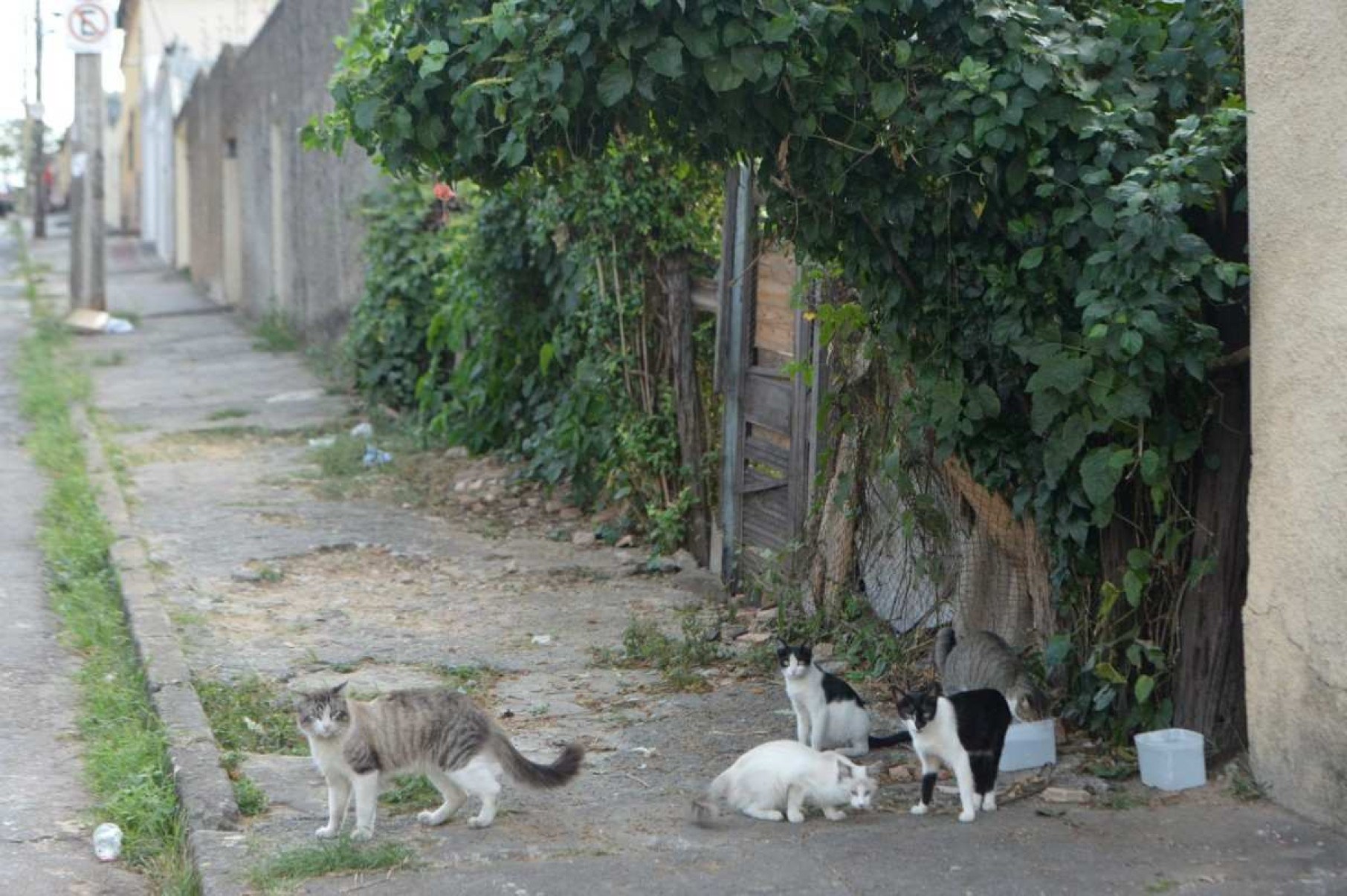 ‘Infestação de gatos’ em terreno preocupa moradores de bairro em BH