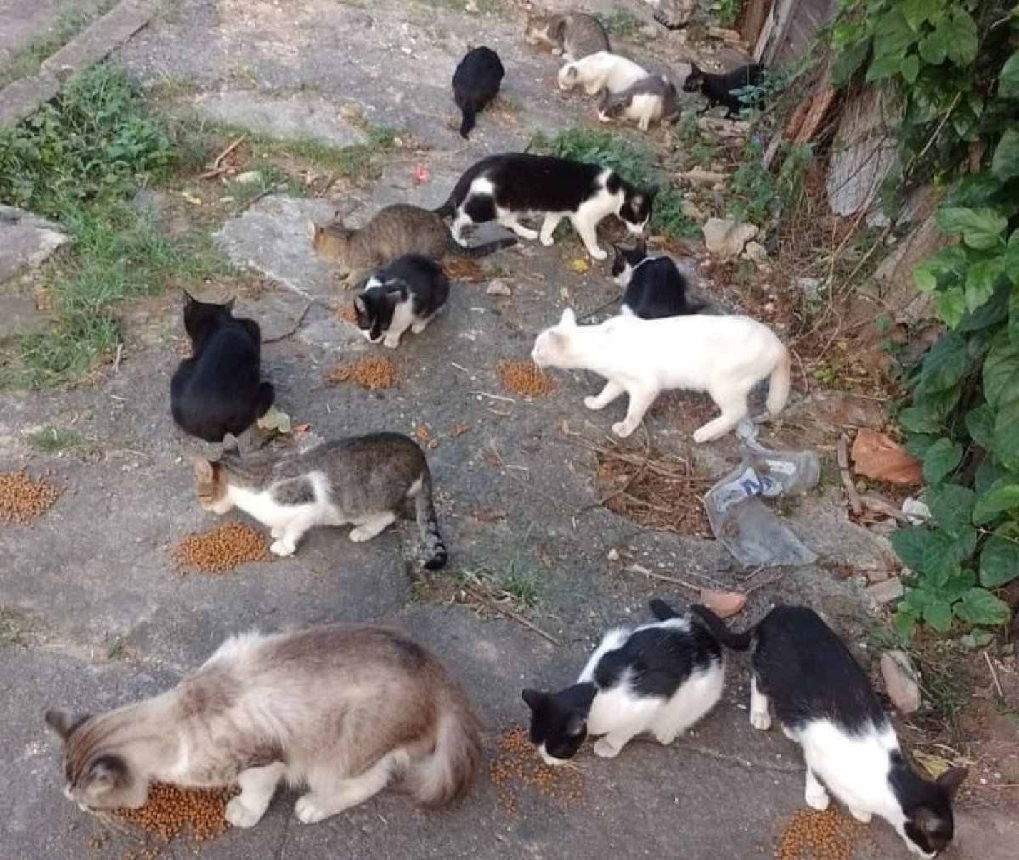 Moradores da região alimentam os gatos 