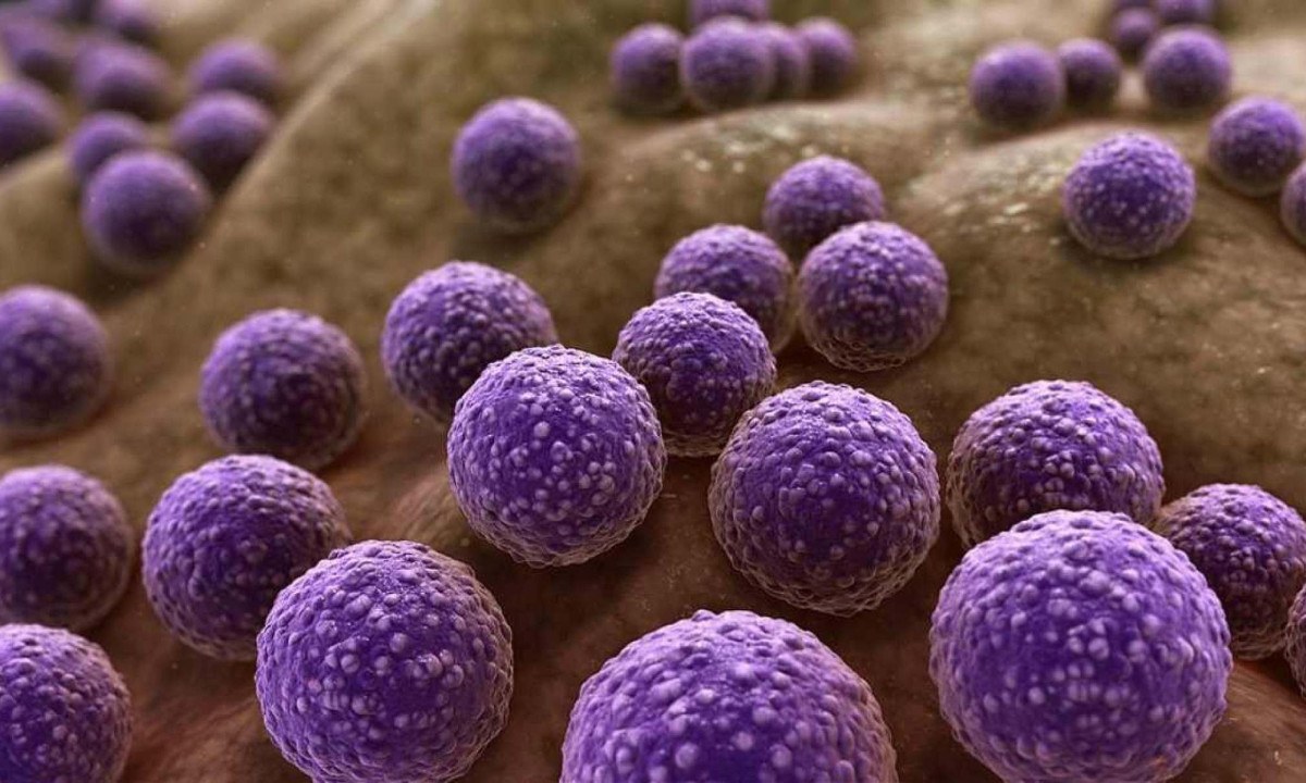 O grupo trabalhou com Staphylococcus aureus, bactérias que podem causar desde infecções cutâneas até pneumonia  -  (crédito: www.scientificanimations.com/Wikimedia Commons)