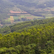 'Desertos verdes'? Os riscos ambientais das medidas que incentivam as florestas de eucalipto sem licenciamento - Reprodução/Ana Rovedder