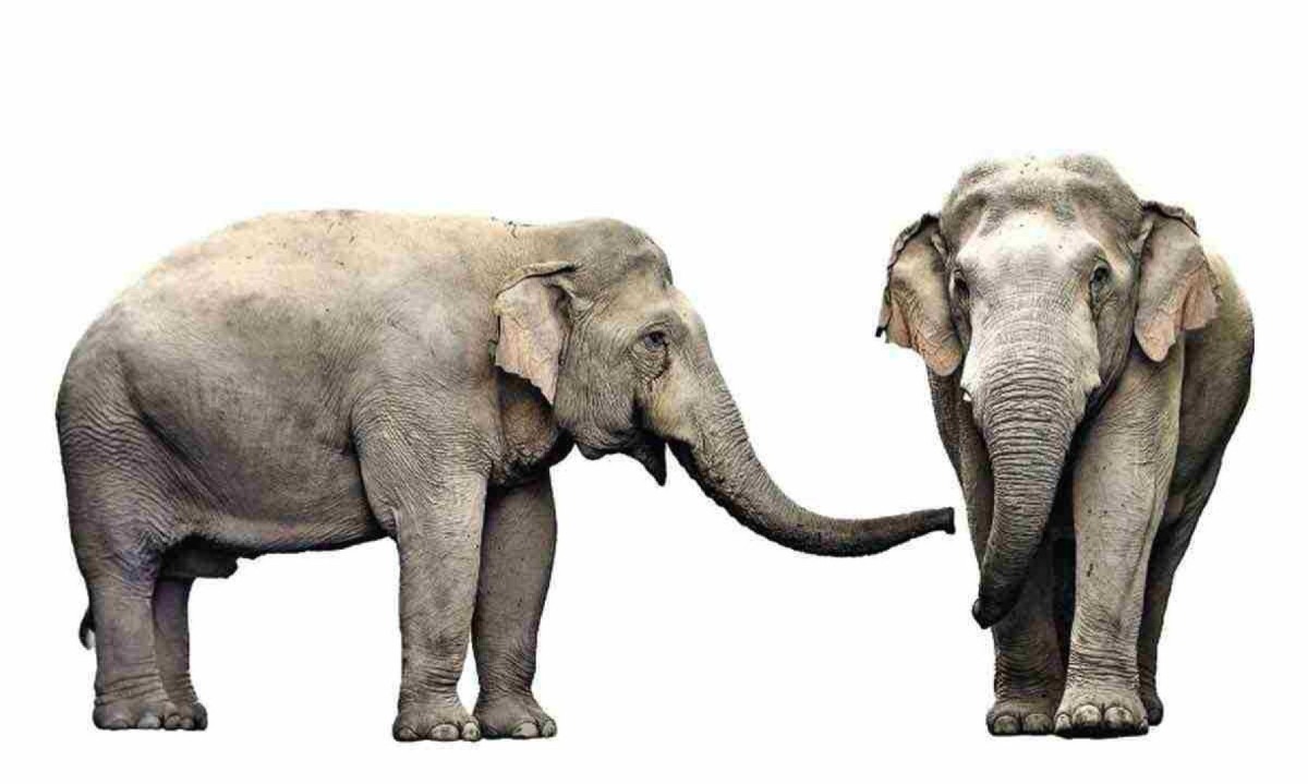 Elefantes utilizam uma ampla gama de recursos para saudar e chamar a atenção da sua própria espécie -  (crédito: Getty Images)