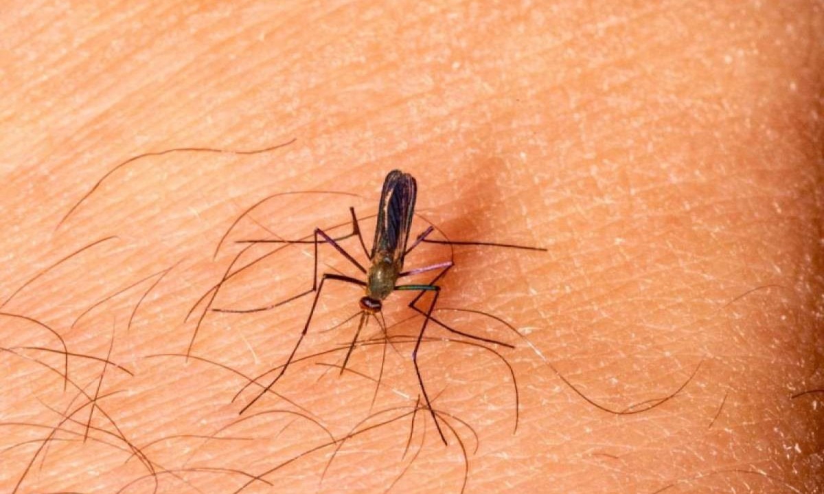 Febre Oropouche é transmitida pelo mosquito culicoides, também conhecido como borrachudo -  (crédito: Prefeitura de Ipatinga / Divulgação)