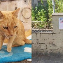 Moradores do Bairro Floresta fazem cartazes para gata não ser raptada - Arquivo pessoal / Roberto Aleixo