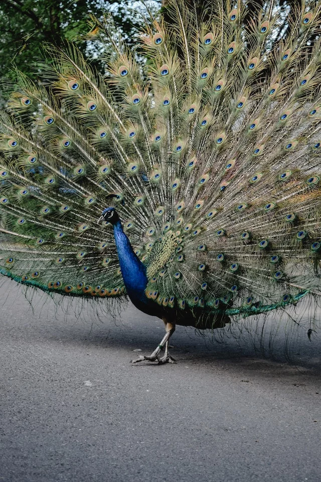 WebStories: Espetáculo de plumas e cores: As aves mais belas do mundo