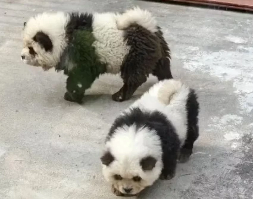 WebStories: Zoo na China pinta cachorros e diz que são pandas