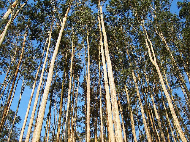 Acordo simplifica licenciamento ambiental para indústria florestal em Minas