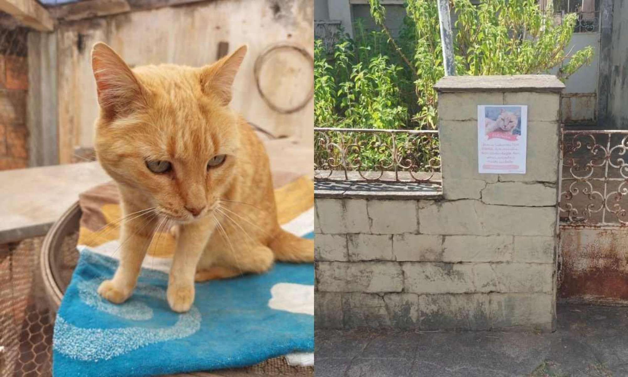 Moradores do Bairro Floresta fazem cartazes para gata não ser raptada