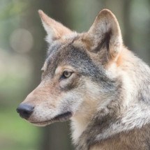 WebStories: Parasita afeta mente dos lobos e altera comportamento; entenda