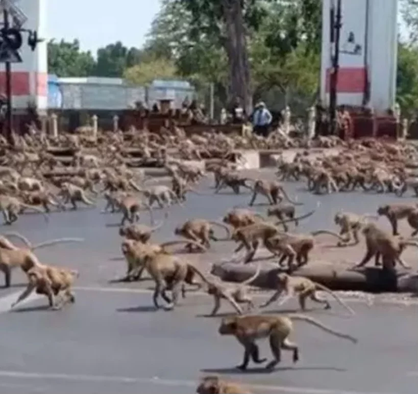 Macacos soltos pelas ruas ‘tocam o terror’ em cidade na Tailândia - Reprodução Facebook