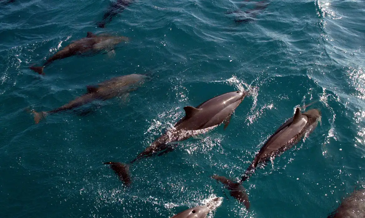 Universidades criam roteiros de ecoturismo em Santa Catarina -  (crédito: EBC)