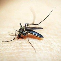 Dengue em BH: maio é o primeiro mês do ano a registrar zero mortes - Pixabay