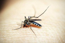 Dengue em BH: maio é o primeiro mês do ano a registrar zero óbitos 