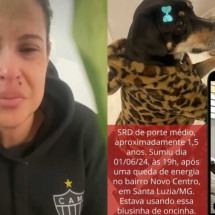 Advogada de Santa Luzia faz apelo por cachorra de estimação desaparecida - Reprodução/Instagram