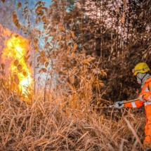 MG: incêndios em vegetações crescem 114% em maio - Divulgação CBMMG