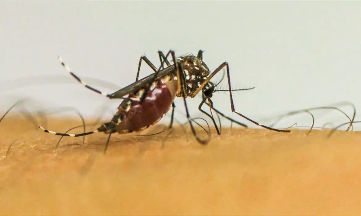 Com 6,3 milhões de casos prováveis, Brasil lidera ranking de dengue  -  (crédito: EBC - Saúde)