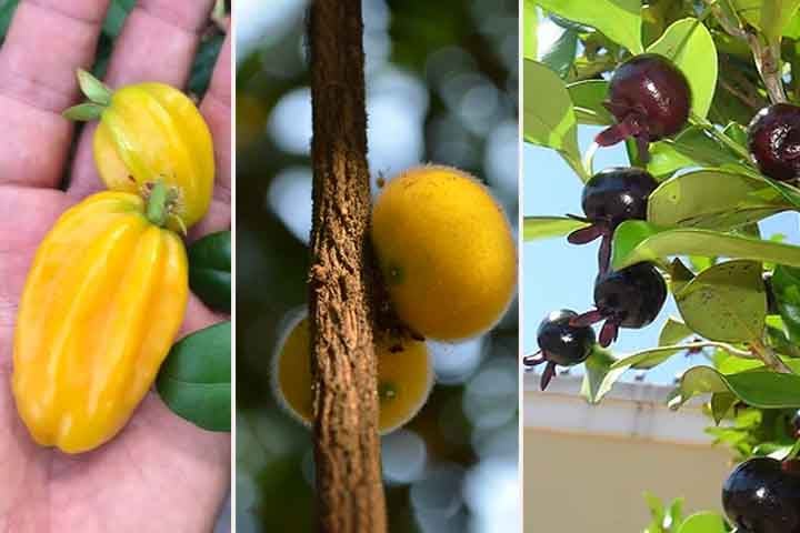 Nutritivas e até cheirosas: conheça frutas típicas da Mata Atlântica