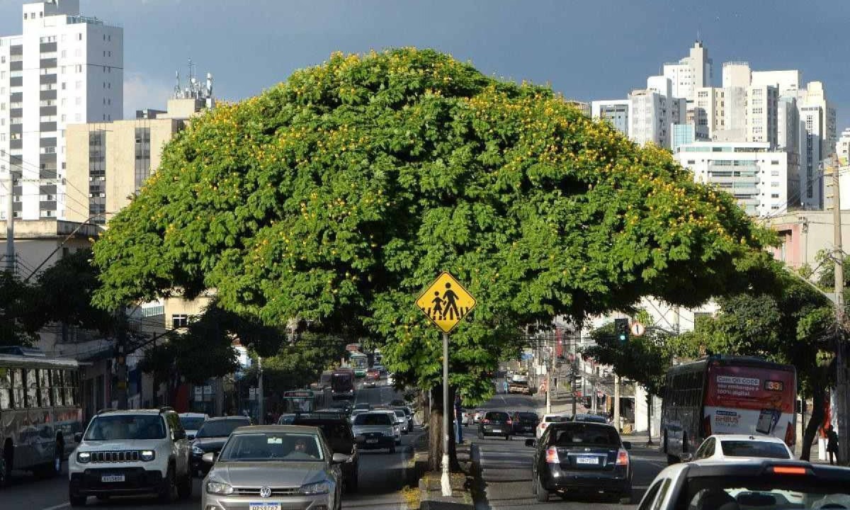 Meta da PBH é chegar a 1 milhão de árvores na cidade até 2050 -  (crédito: Tulio Santos/EM/D.A.Press)