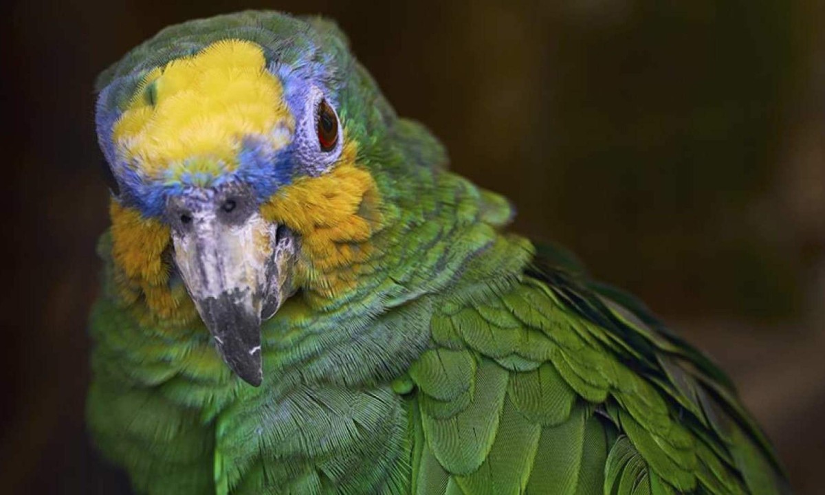 O papagaio é uma das aves mais tradicionais do Brasil -  (crédito: Freepik)