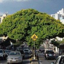 PBH pretende dobrar o número de árvores na cidade até 2050 - Tulio Santos/EM/D.A.Press