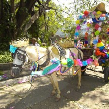 Ativistas pedem o fim de carroças puxadas por animais no Arraial de Belô -  Gladyston Rodrigues/EM