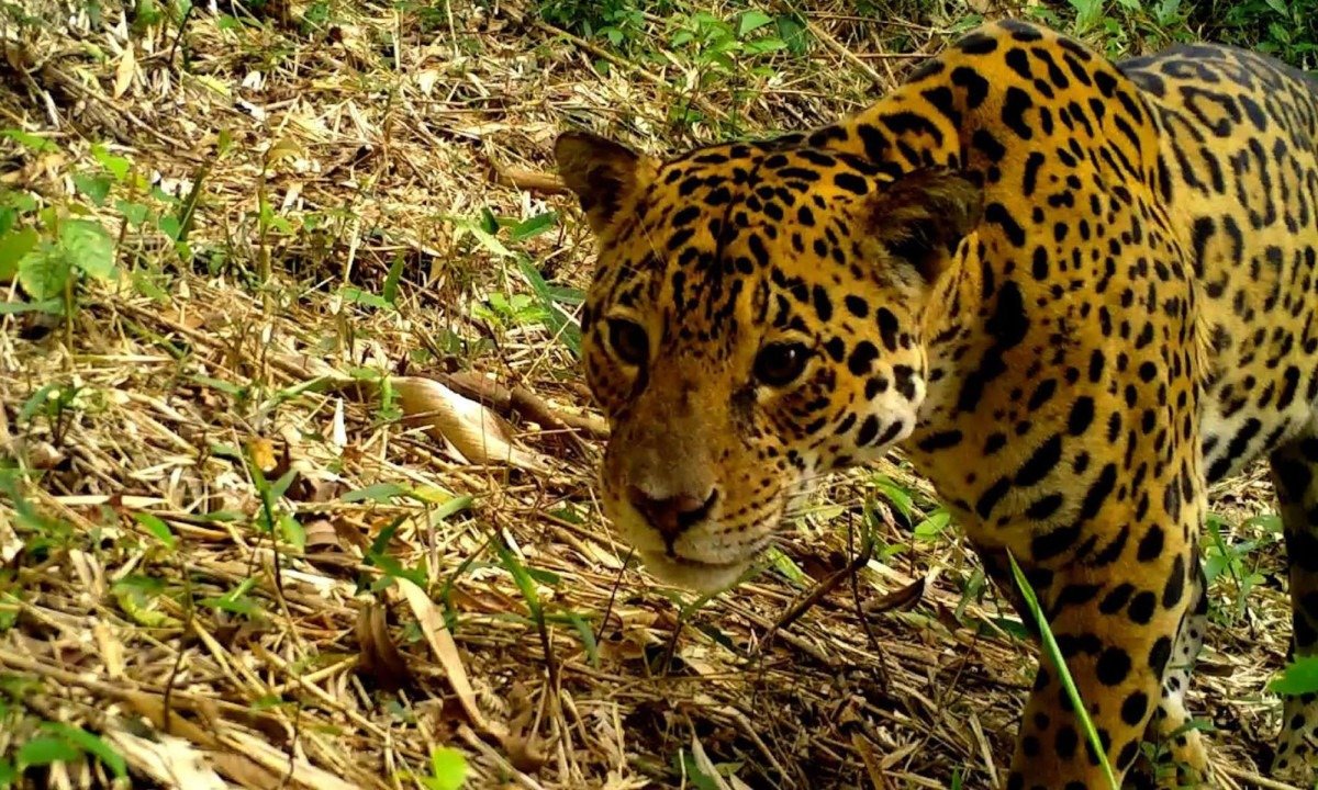 A 'Grande Reserva' vai das imediações de São Paulo ao norte de Santa Catarina -  (crédito: Getty Images)