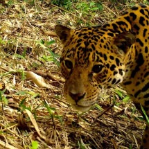 Onças-pintadas estão sendo 'expulsas' da Mata Atlântica pela ação humana, mostra estudo