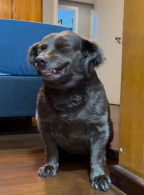 WebStories: Tutora mostra cadela “rindo” depois de fazer travessura