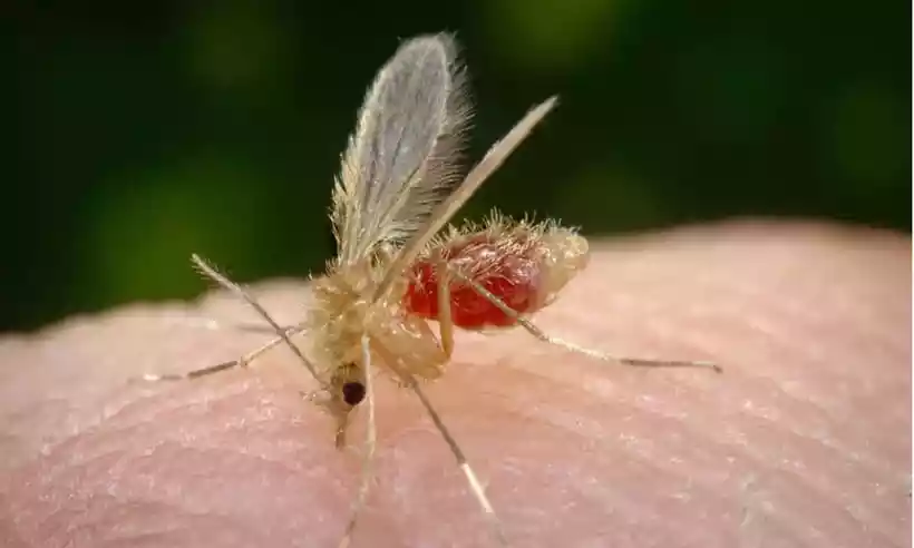 A leishmaniose é uma doença transmitida pela picada do mosquito-palha -  (crédito: Prefeitura de RO/Reprodução)