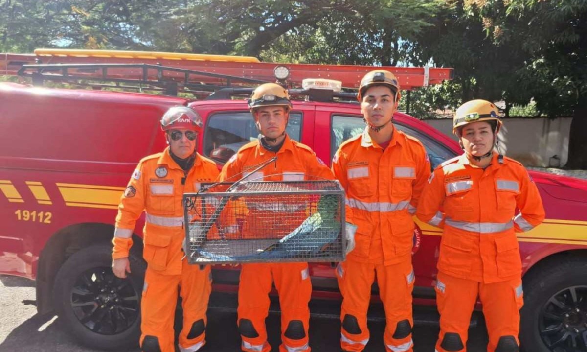 Equipe do Corpo de Bombeiros que fez a captura da arara  -  (crédito: CBMMG/Divulgação )