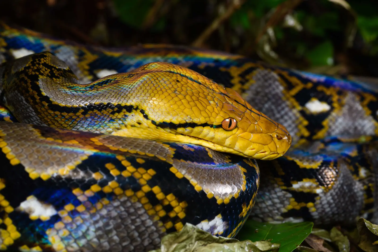 Cobra píton reticulada; imagem meramente ilustrativa -  (crédito: animalia)