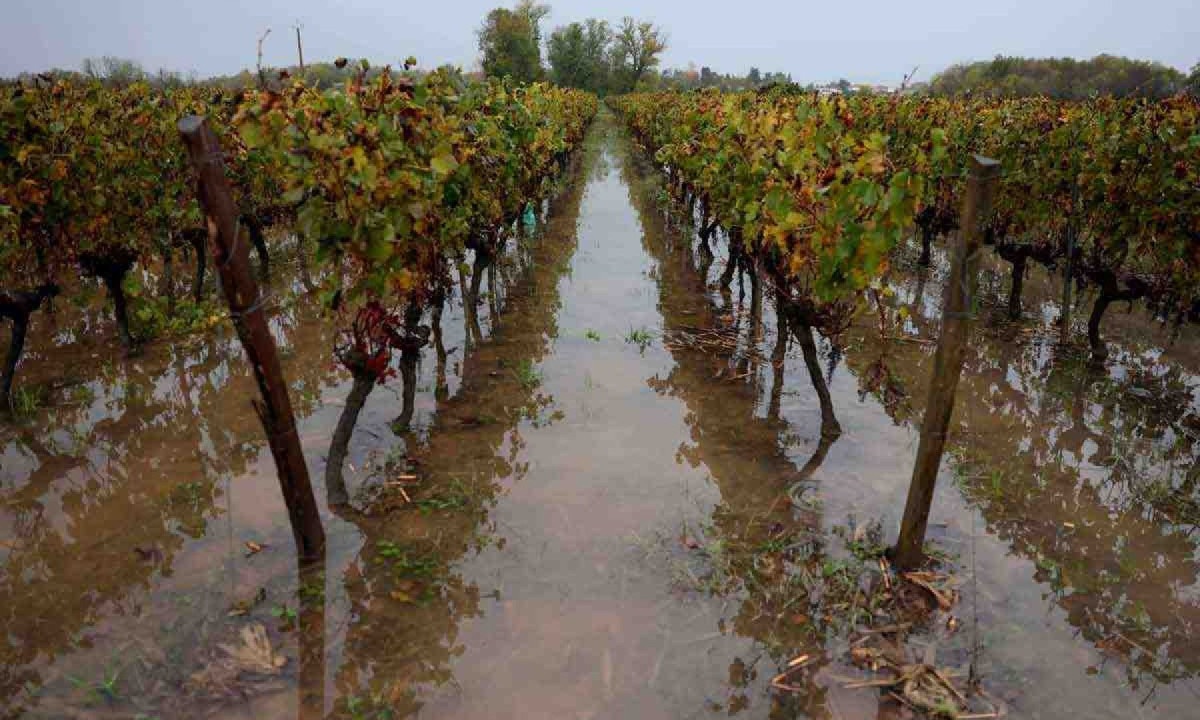 enchentes no sudoeste da França comprometeram os vinhedos  -  (crédito: ROMAIN PERROCHEAU / AFP)