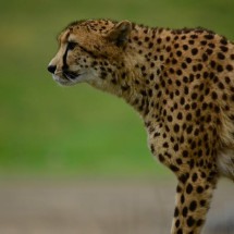 WebStories: Os animais mais rápidos do mundo