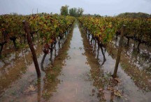 Mudanças climáticas derrubam produção mundial de vinho 