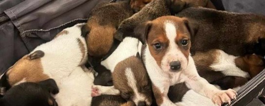 Mala com 13 filhotes de cachorro é abandonada em condomínio