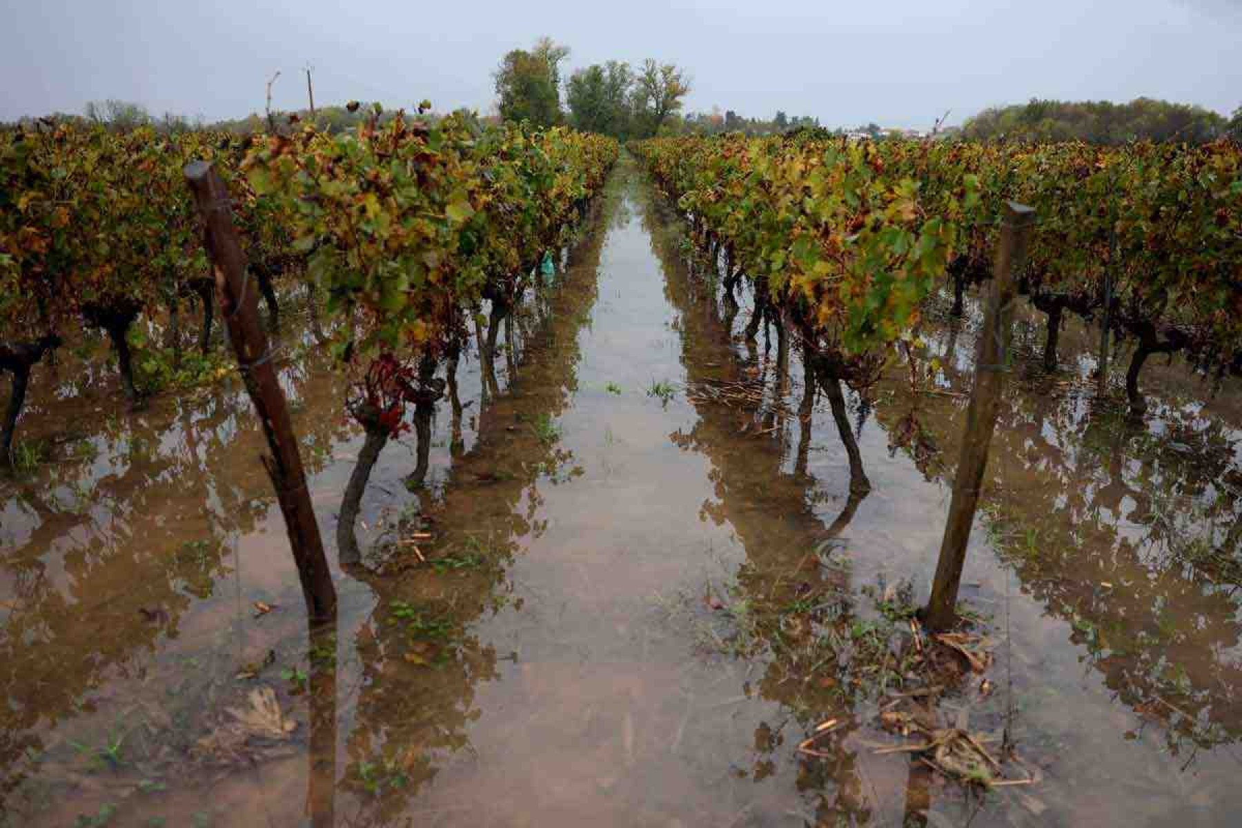 Mudanças climáticas derrubam produção mundial de vinho 