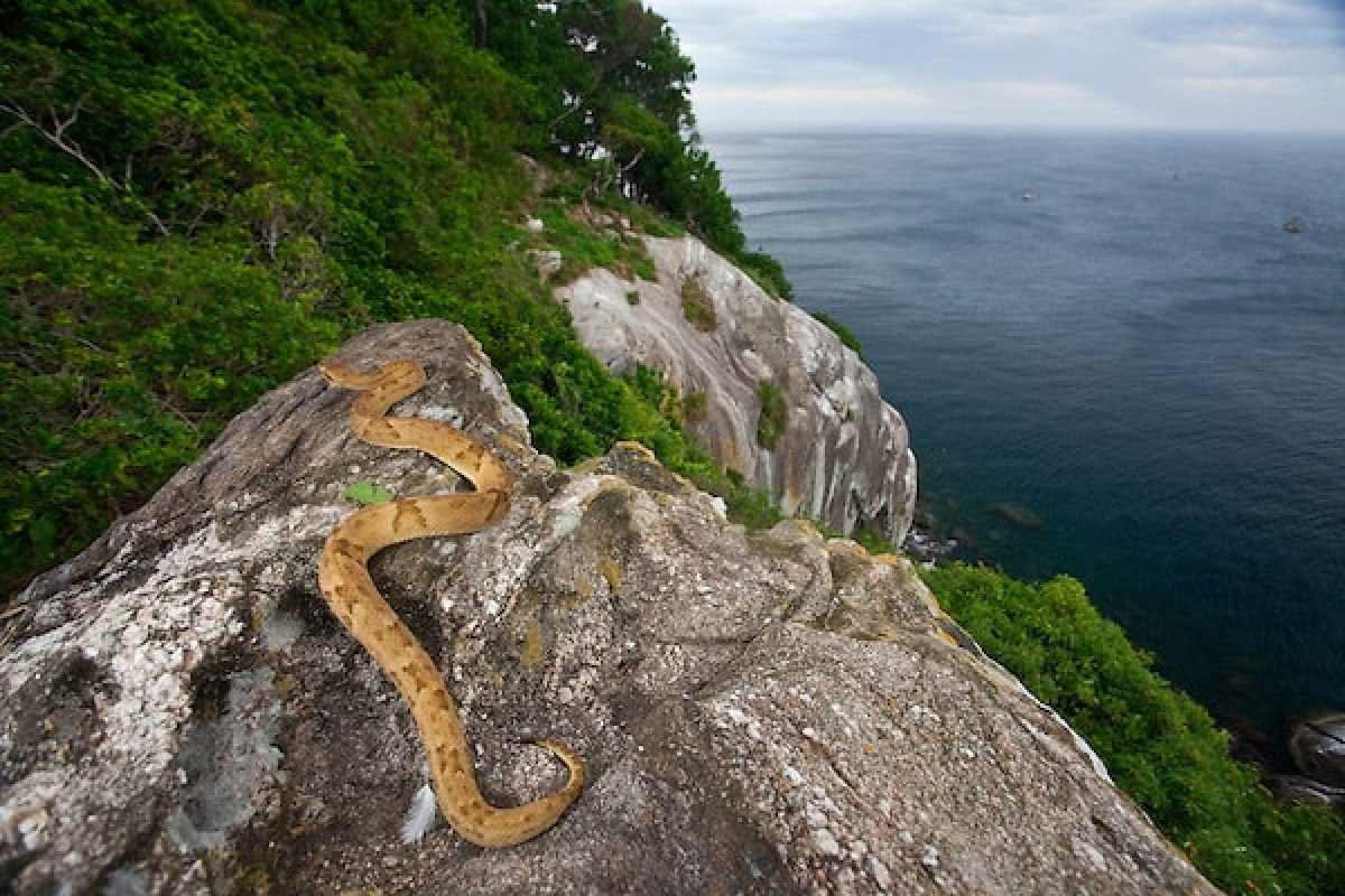 Ilha da Queimada Grande - SP