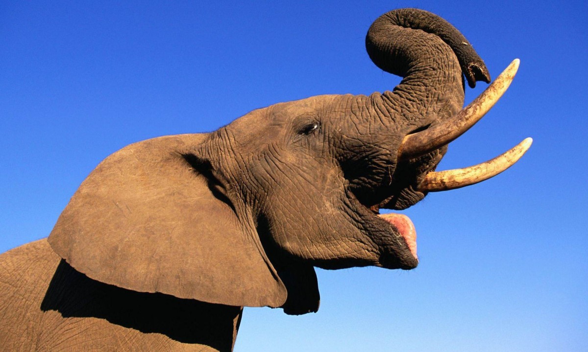 Elefantes se chamam pelo 'nome', revela pesquisa -  (crédito: BBC)