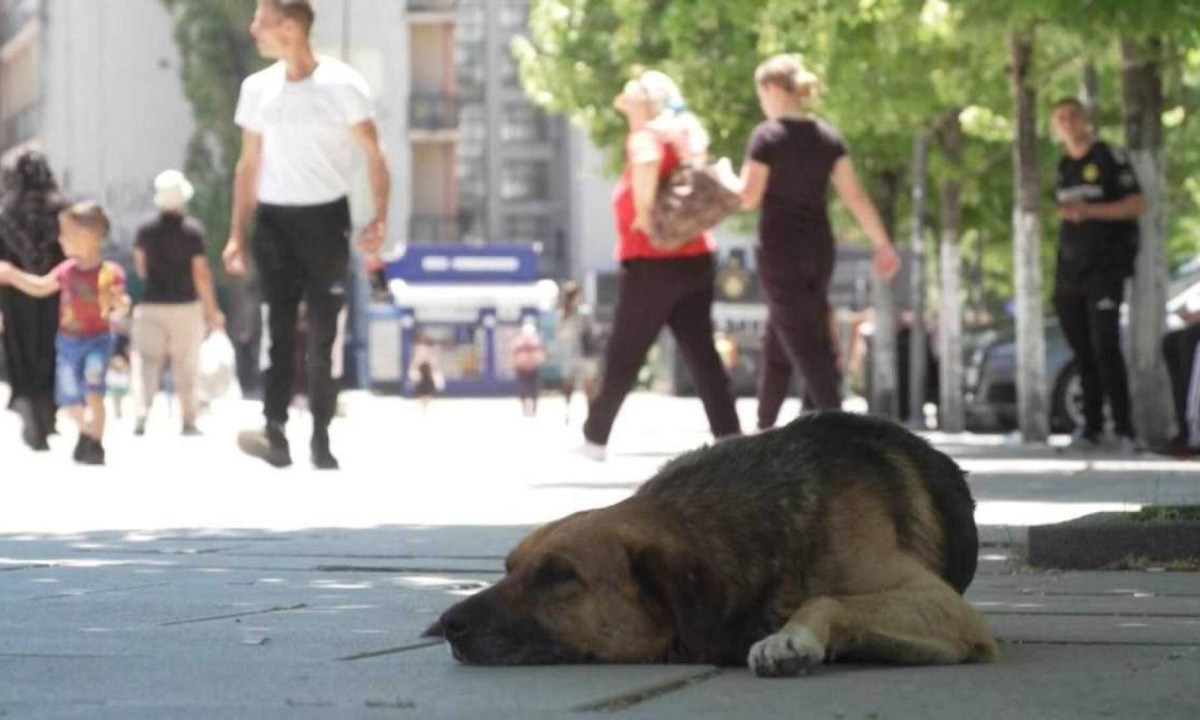 Cão abandonado em rua de Pristina, capital do Kosovo -  (crédito: AFP)