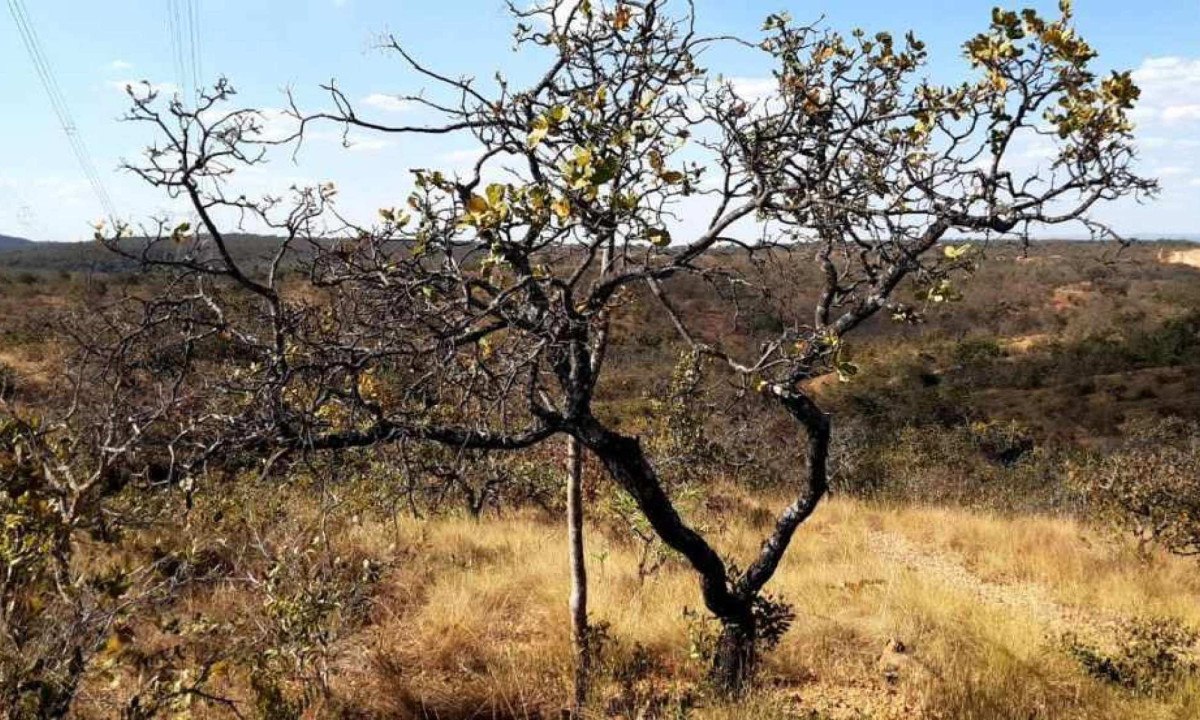 Situação do Cerrado e efeitos da mudanças climáticas no Norte de Minas serão discutidas em seminário
 -  (crédito: Luiz Ribeiro-EM/DA Press)