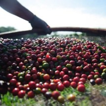 WebStories: Produtores brasileiros colhem café e celebram aumento da safra