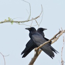WebStories: Estudo afirma que corvos podem ‘contar até quatro’; entenda