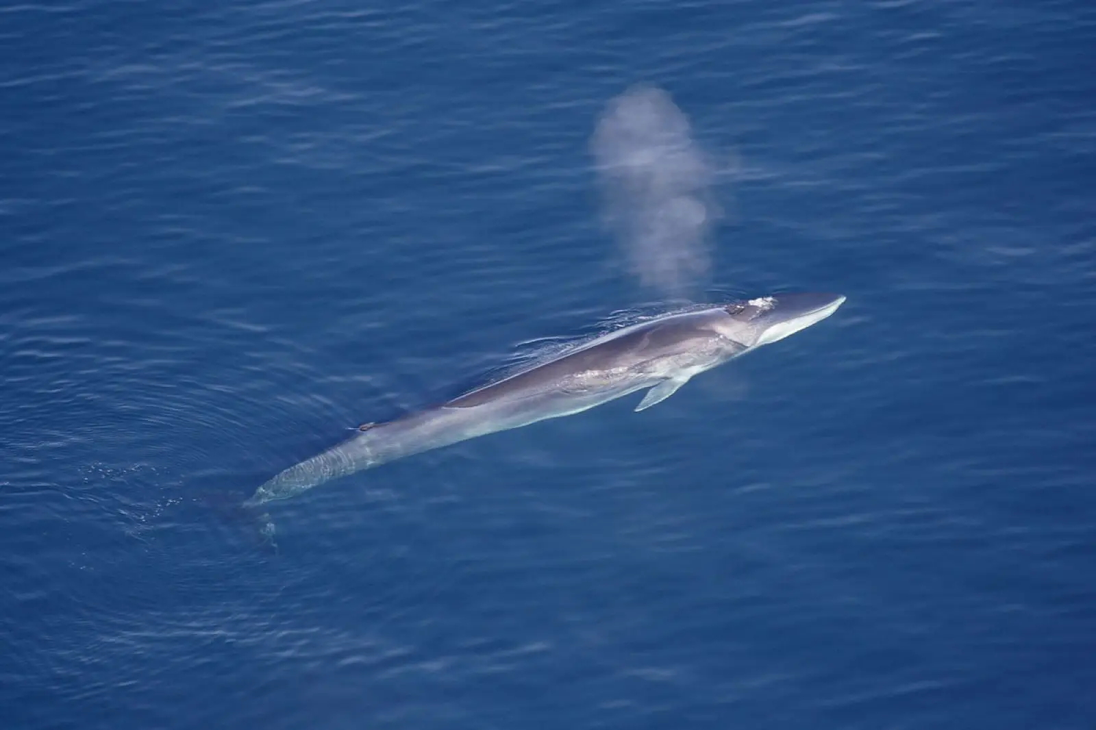 Islândia autoriza caça de baleias para a temporada de 2024 - animalia.bio