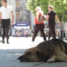 Adoção se torna a solução para acabar com os cães de rua no Kosovo - AFP