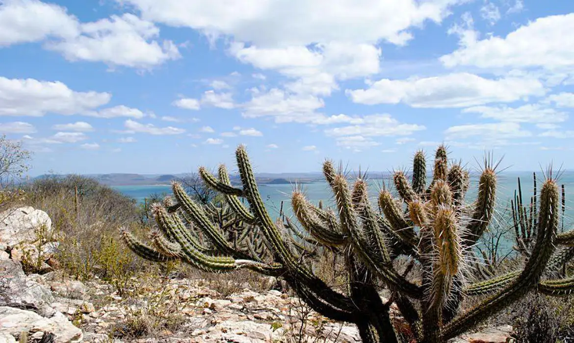 Governo vai criar 12 unidades de conservação na Caatinga -  (crédito: EBC)