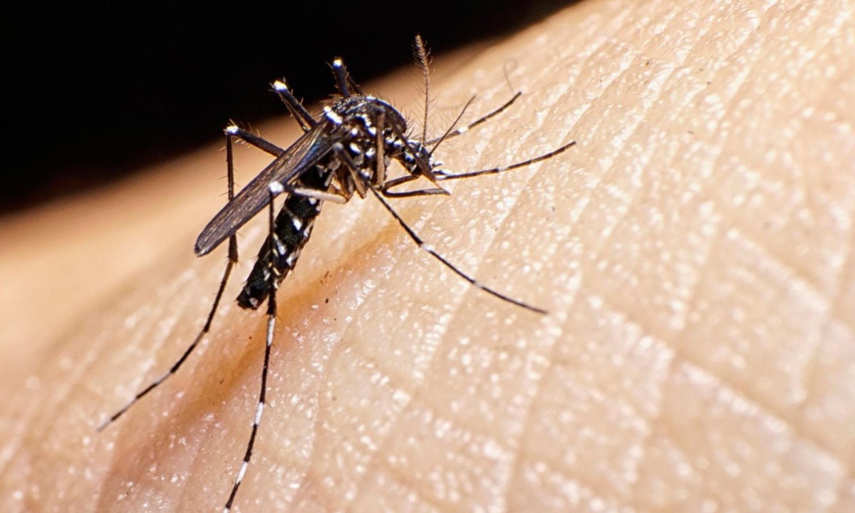 Caça a mosquitos invasores em Paris, perto do Stade de France, que será palco dos Jogos Olímpicos e Paralímpicos de 2024 -  (crédito: Getty Images)