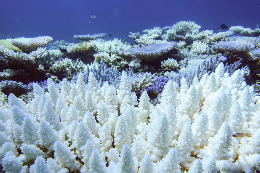 Grande Barreira de Corais na Austrália atingida pelo branqueamento em massa, resultado do aquecimento global -  (crédito: James Gilmour/Australian Institute of Marine Science)